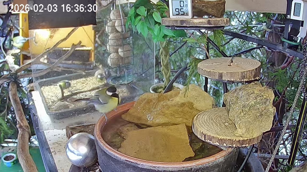 Sehr ruhiger Nachmittag am Vogel-Spa (03.02.2026)