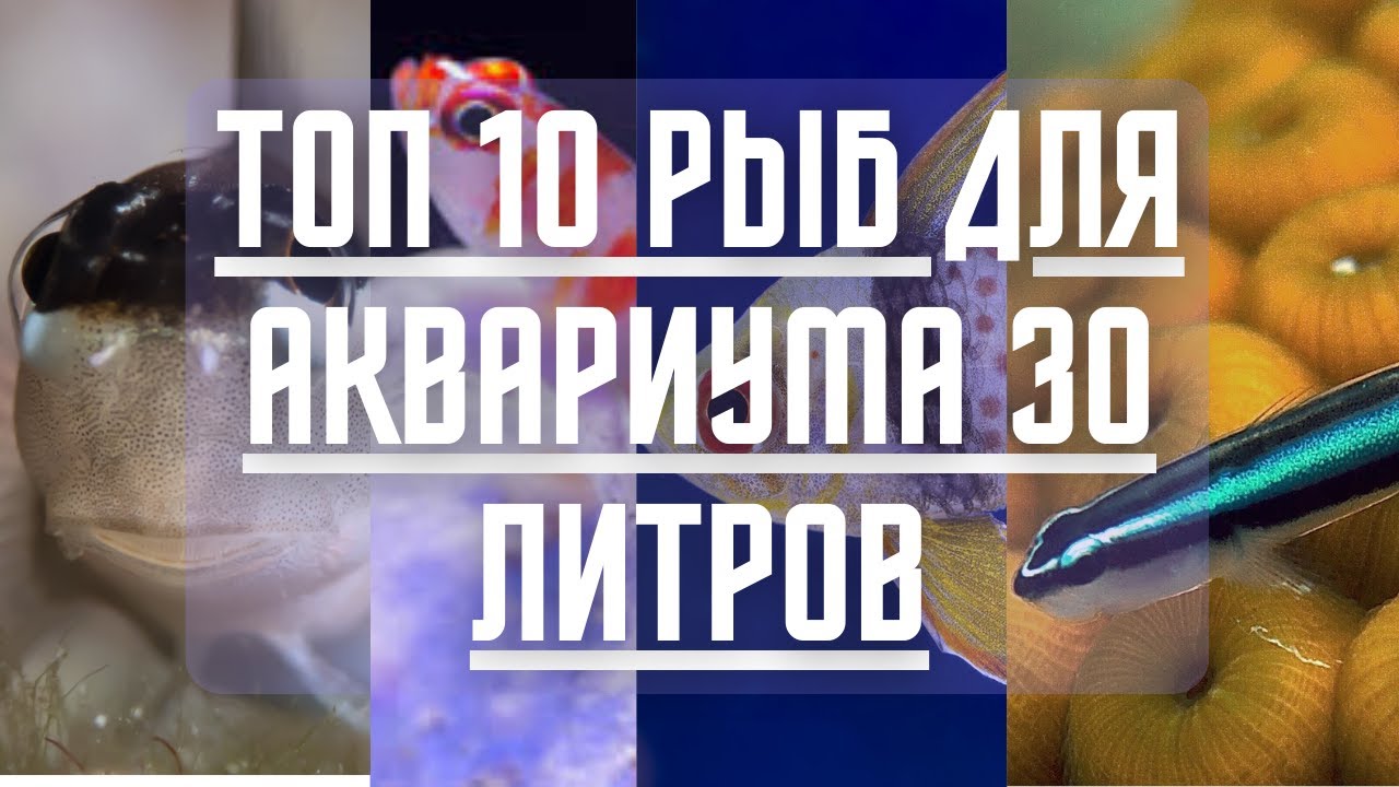Лучшие рыбы для МАЛЕНЬКОГО МОРСКОГО аквариума