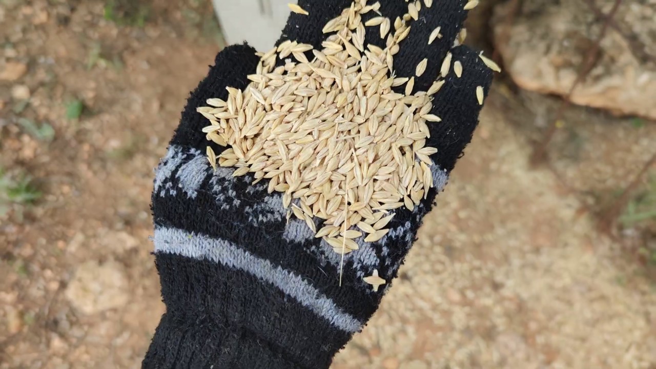 شاهد كيف يتعاملون صيادة اسبانيا مع الحجل 🐇🦆وسمان في الغاب
