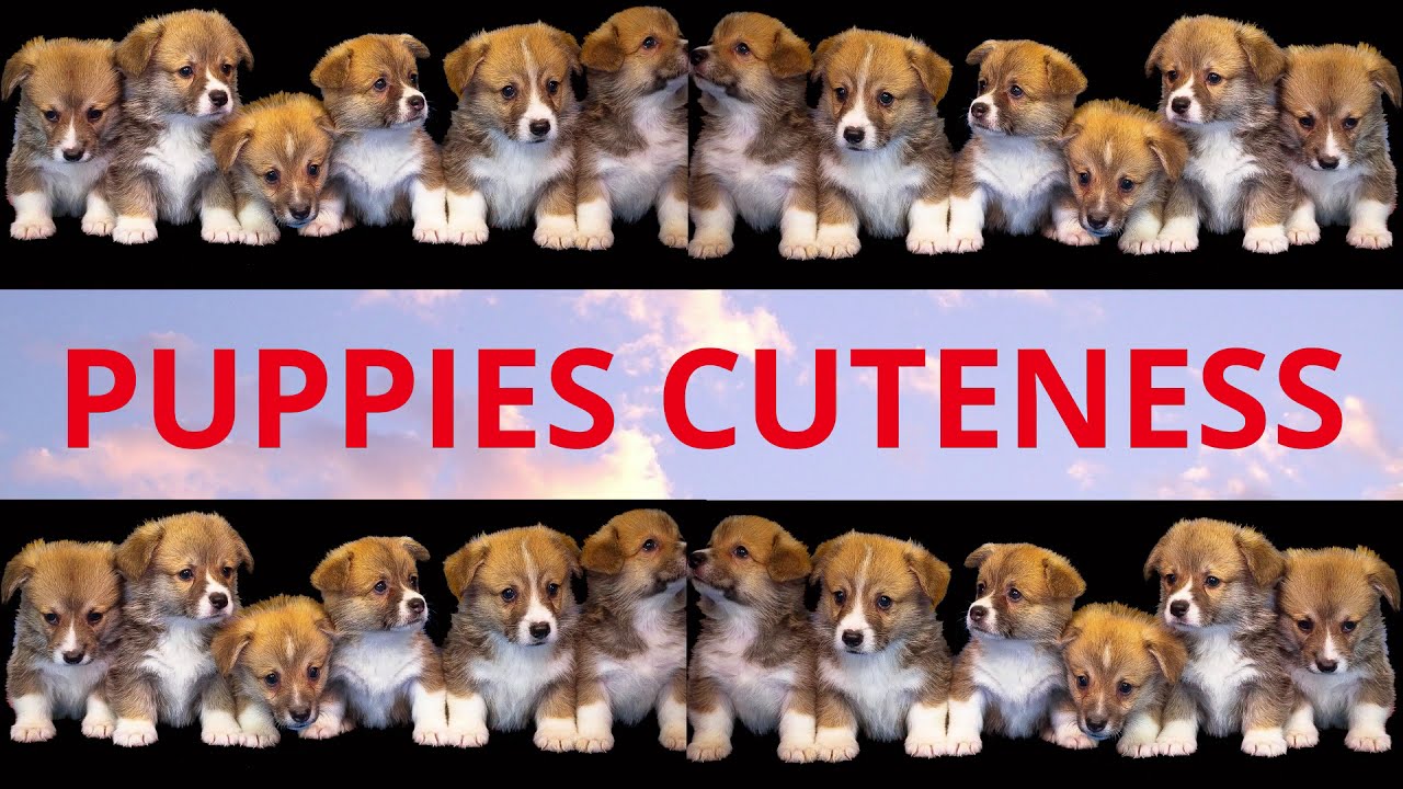 Cute puppies doing funny things | Happy & cutest dogs