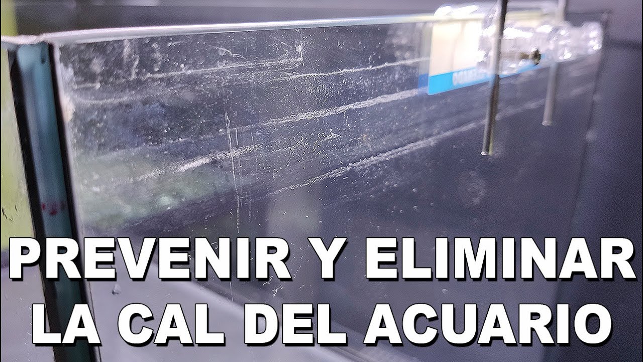 Cómo QUITAR la CAL del ACUARIO y Prevención 100% efectiva