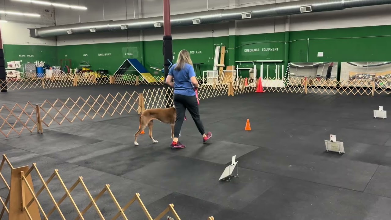Beginner novice virtual obedience 