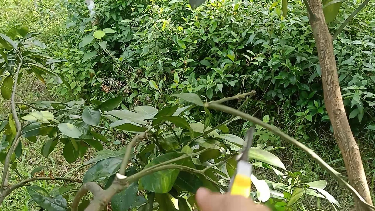Tỉa cành tạo tán sau khi thu hoạch cho cây bưởi Phúc Trạch