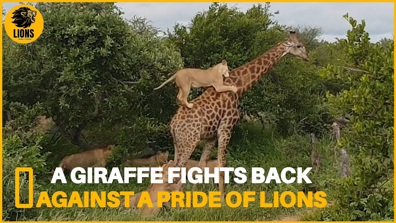Explore Giraffe Characteristics, Behavior and Role in the Ecosystem | Animals Fighting
