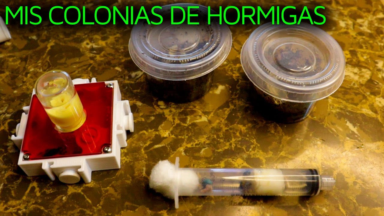 MIS COLONIAS DE HORMIGAS | ATTA MEXICANA | ODONTOMACHUS CLARUS | LIOMETOPUM APICULATUM |