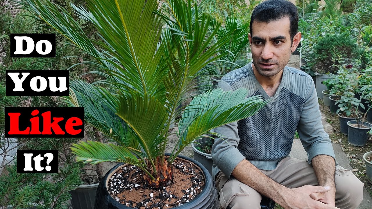 How to care for sago palm (Cycas Revoluta) in pot (indoor)?