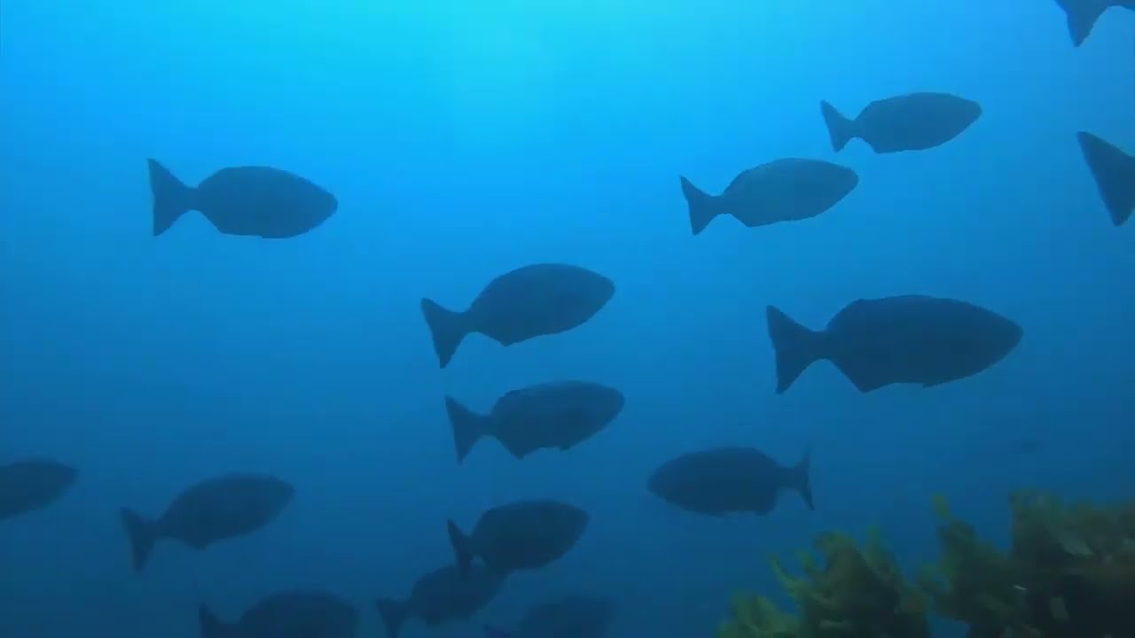 GREAT BARRIER ISLAND! Spearfishing Aotea New Zealand (Part 1)