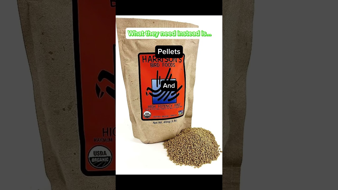 All seed diets are bad! Pellets and chop are what parrots need #parrotcare #shorts