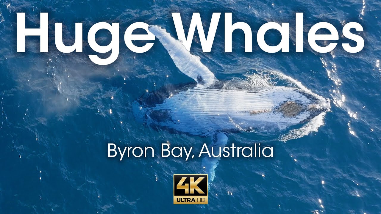 Epic Encounter from Above: Breathtaking Drone Footage of Whales in Byron Bay Migration!