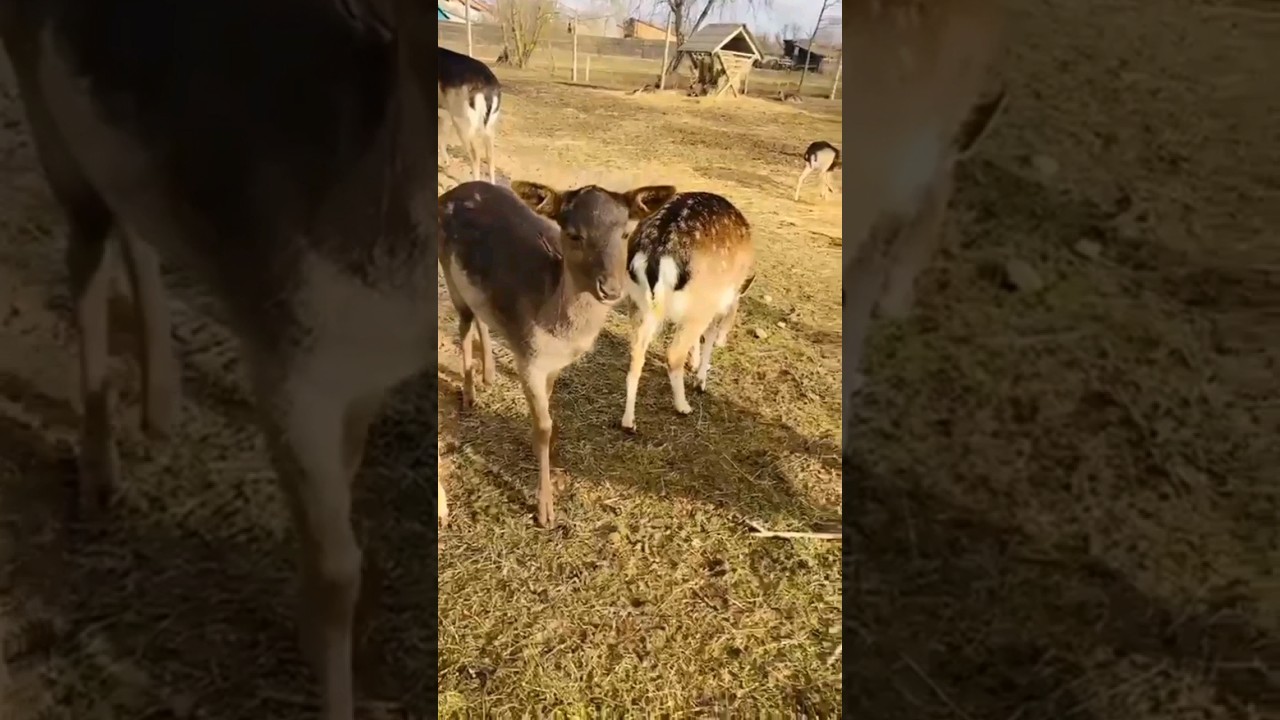 Beautiful rare black roe deer #animals #deer #rare #beautiful