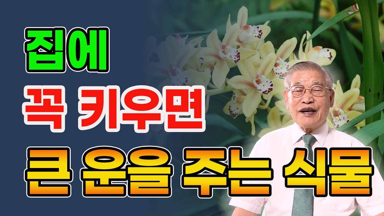 집에서 이 식물은 꼭 키워라 행운을 주고 생기를 불어준다 [E.396] #풍수 #식물 #행운