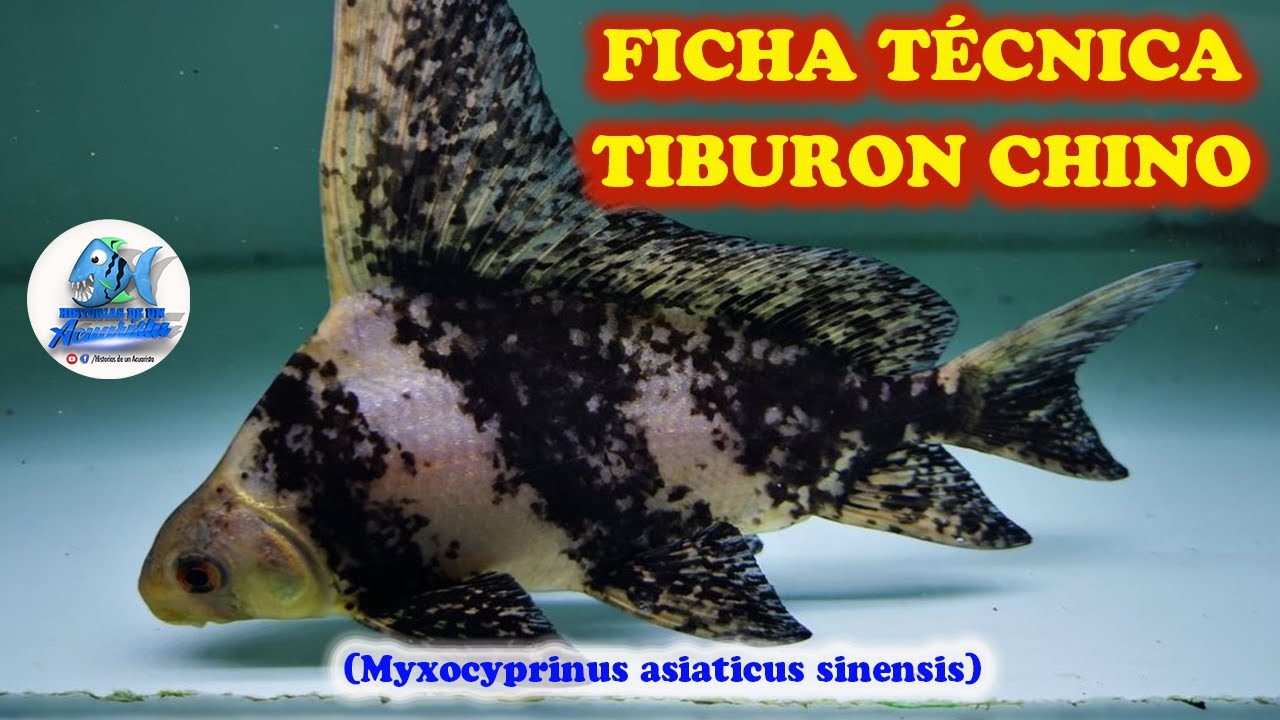 FICHA TÉCNICA TIBURÓN CHINO (Myxocyprinus asiaticus sinensis)