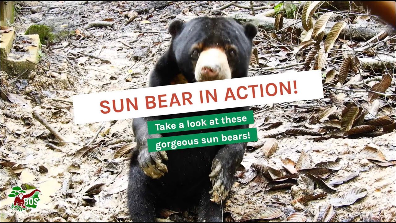 SUN BEARS IN ACTION!