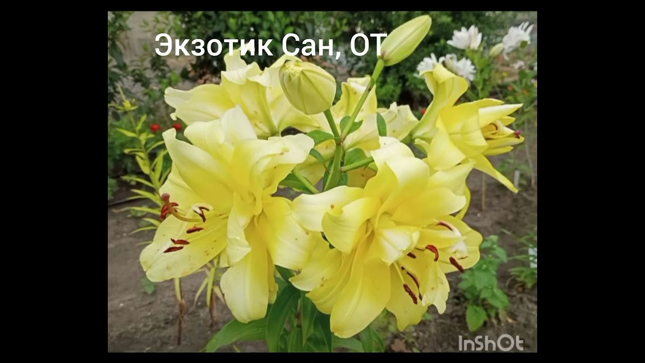 ОТ, ЛА, трубчатые, АОА гибриды лилий из моей коллекции.