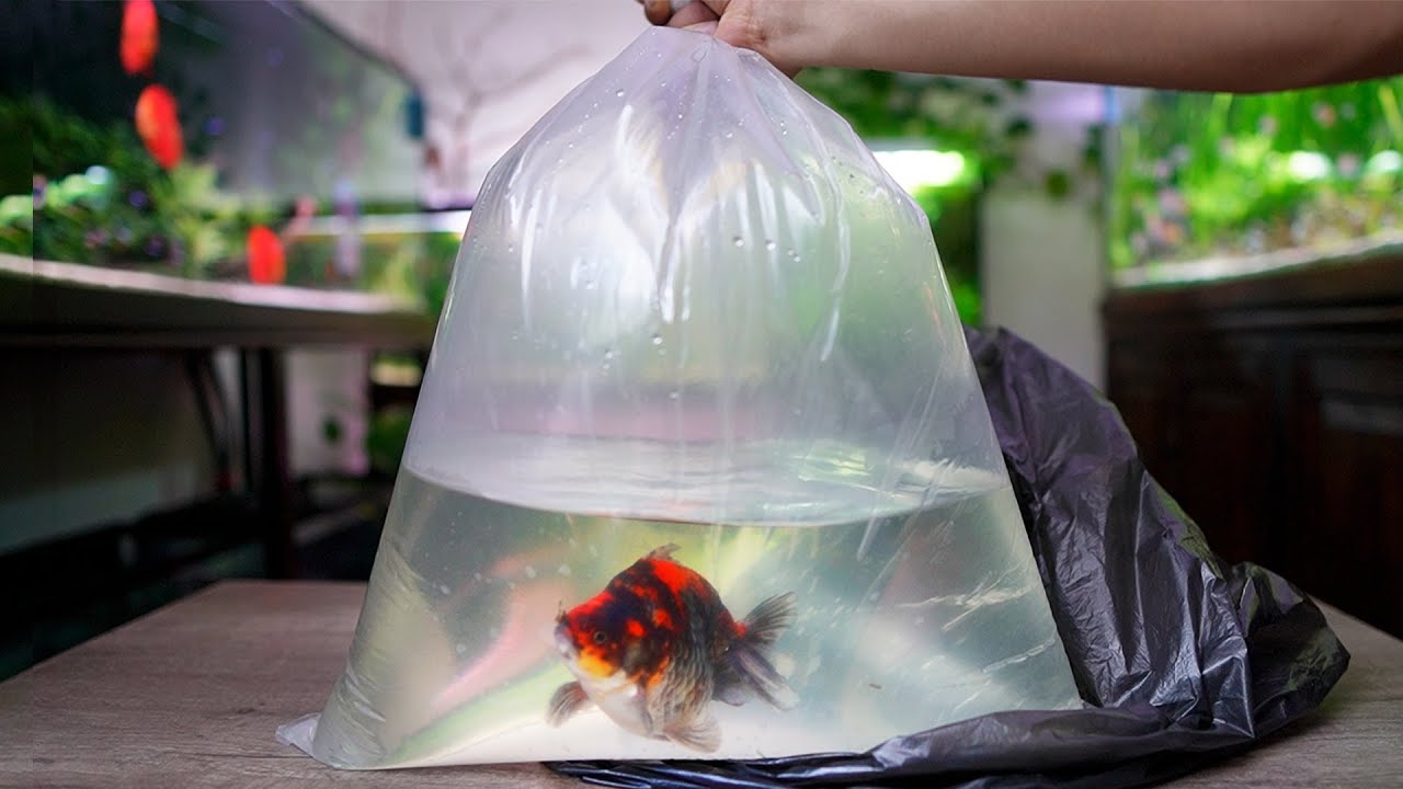Los NUEVOS peces para el FISH ROOM  | 
