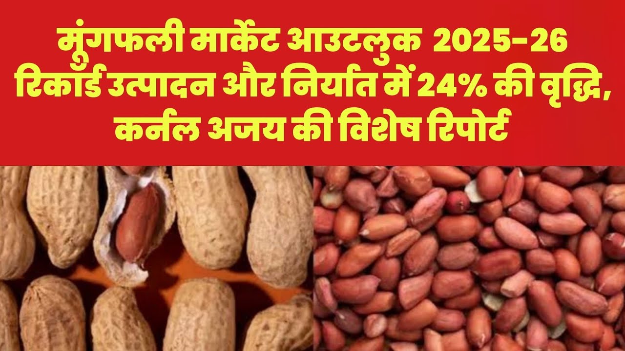 मूंगफली मार्केट आउटलुक  2025-26  रिकॉर्ड उत्पादन और निर्यात में 24% की वृद्धि