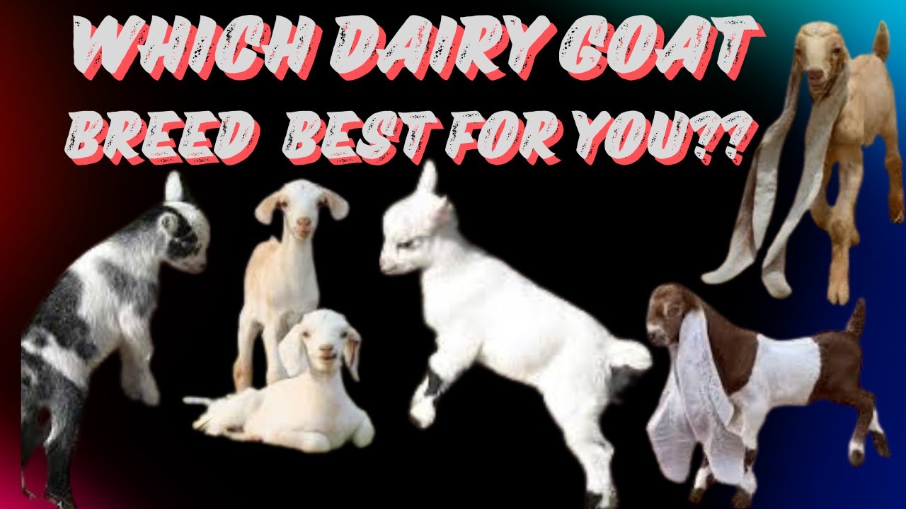 Which Dairy Goat Breed is Best&nbsp;for&nbsp;You?