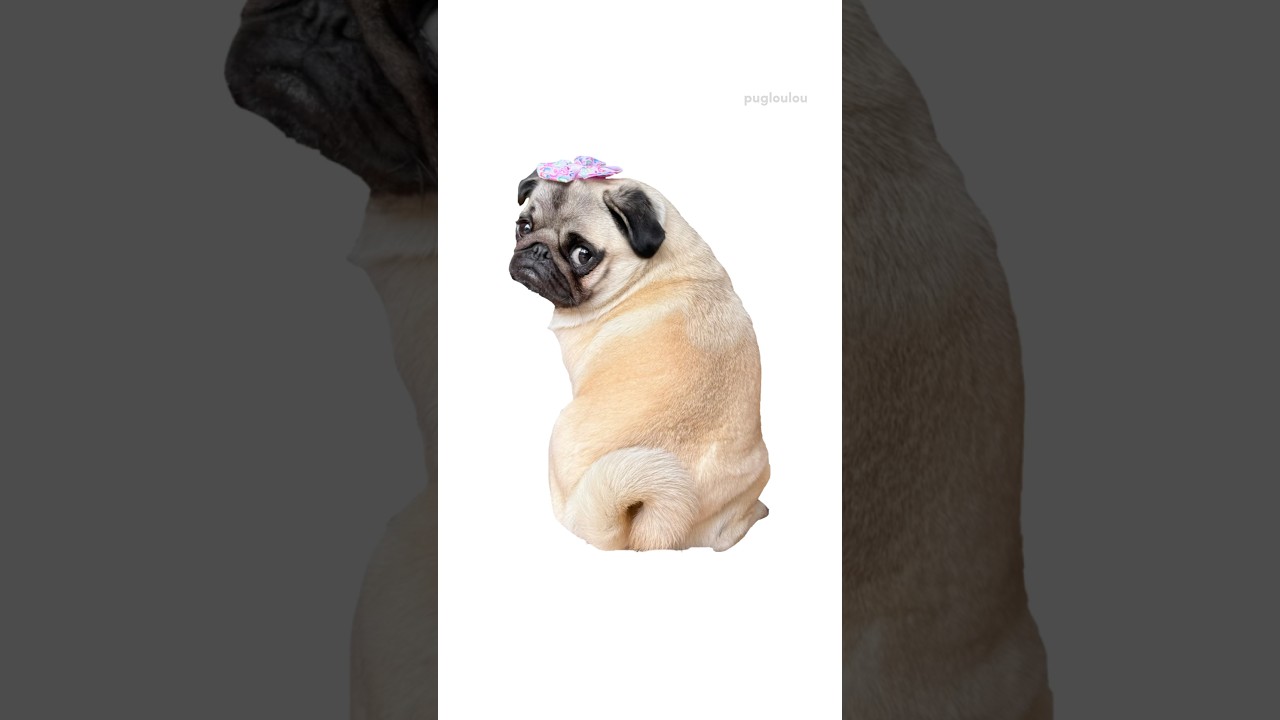 It&rsquo;s MOSY&rsquo;S turn! BLEH 😛✨ #pug #dog #funny