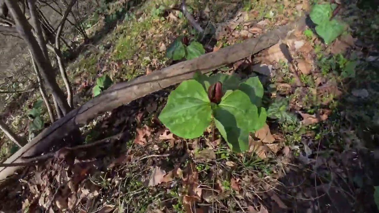 Hiking Chesnut Ridge