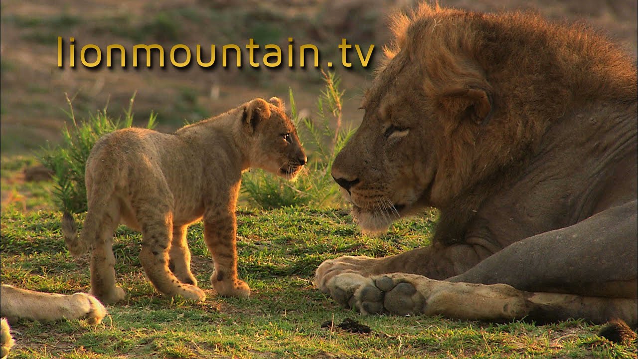 🌿📽️ Discover the Wonders of Nature with Lion Mountain TV! 🦁🏔️