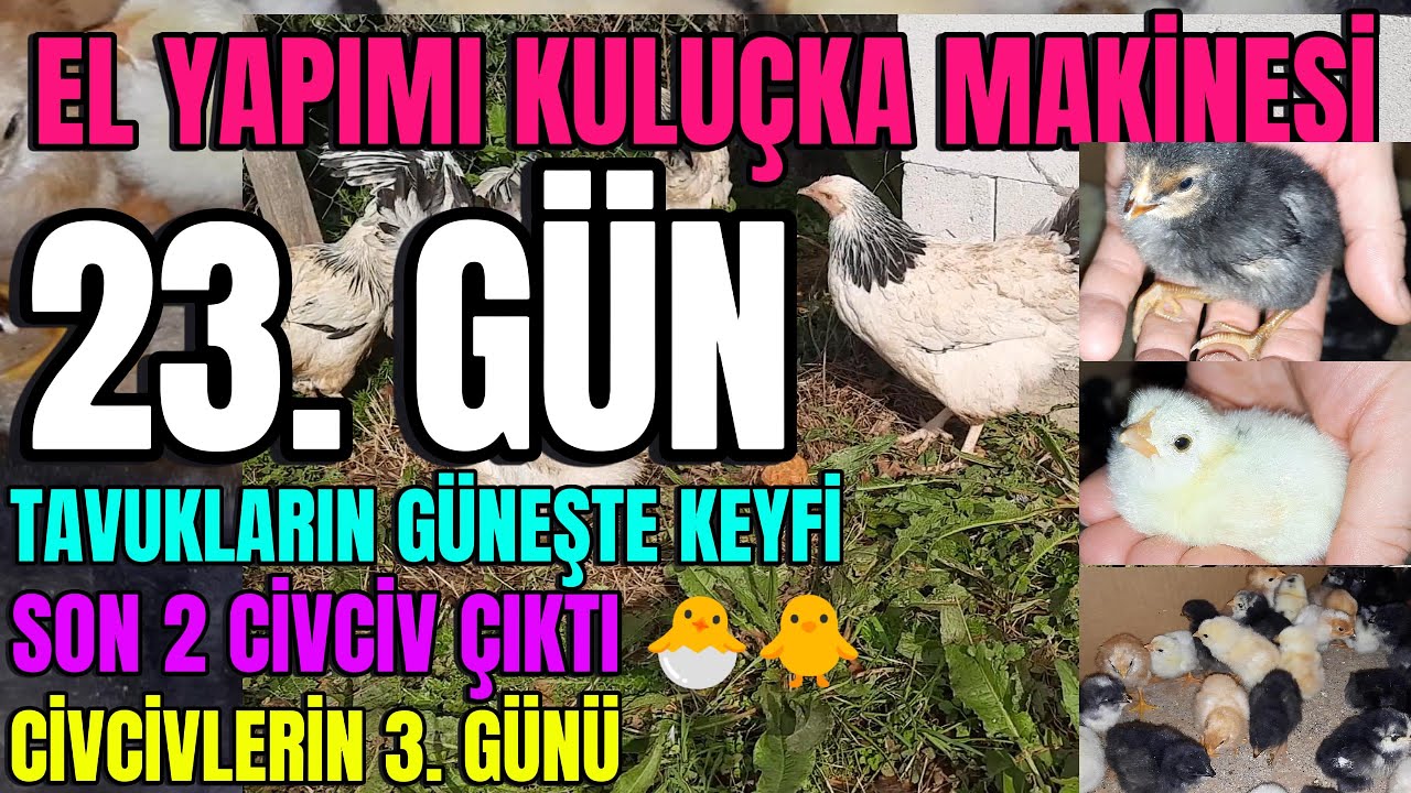 El Yapımı Kuluçka Makinesi 2025 🐣 | 23. Gün: Son Civcivler Çıktı! Çıkmayan Yumurtalara Ne Oldu?
