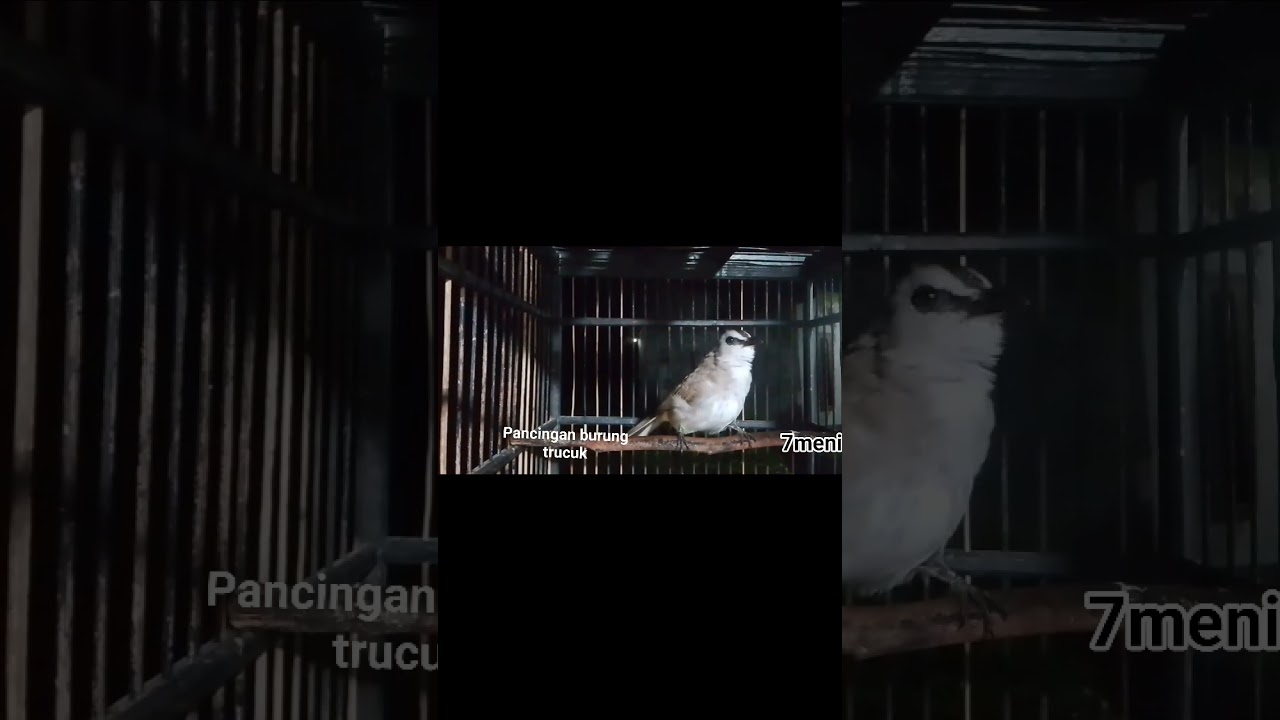 Kicauan burung trucuk ngropel panjang#fypシ゚viral #ropeltrucukan 