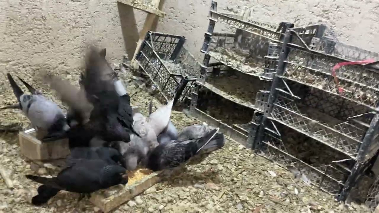 Güvercin yemleme ve bilgilendirme vidyosu güvercin-konya 🕊️