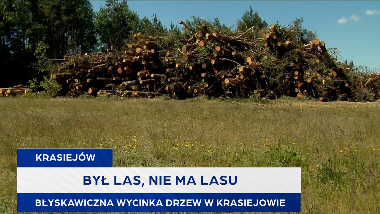 Był las, nie ma lasu. Błyskawiczna wycinka drzew w Krasiejowie