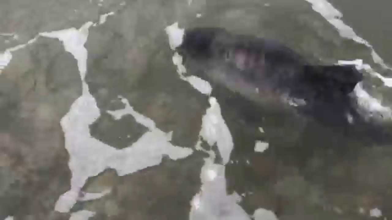 Dog Saves Baby Dolphin on Criccieth Beach
