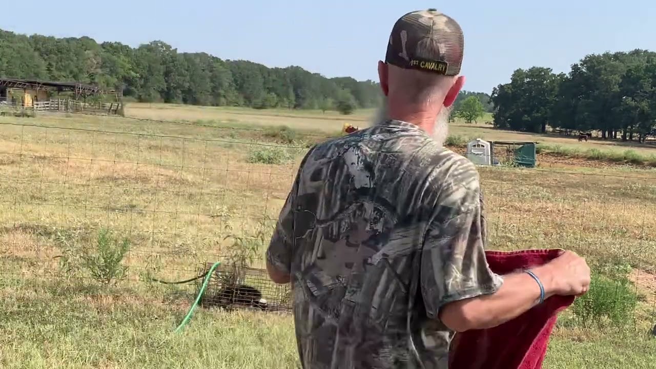 How to get a skunk out of a live trap