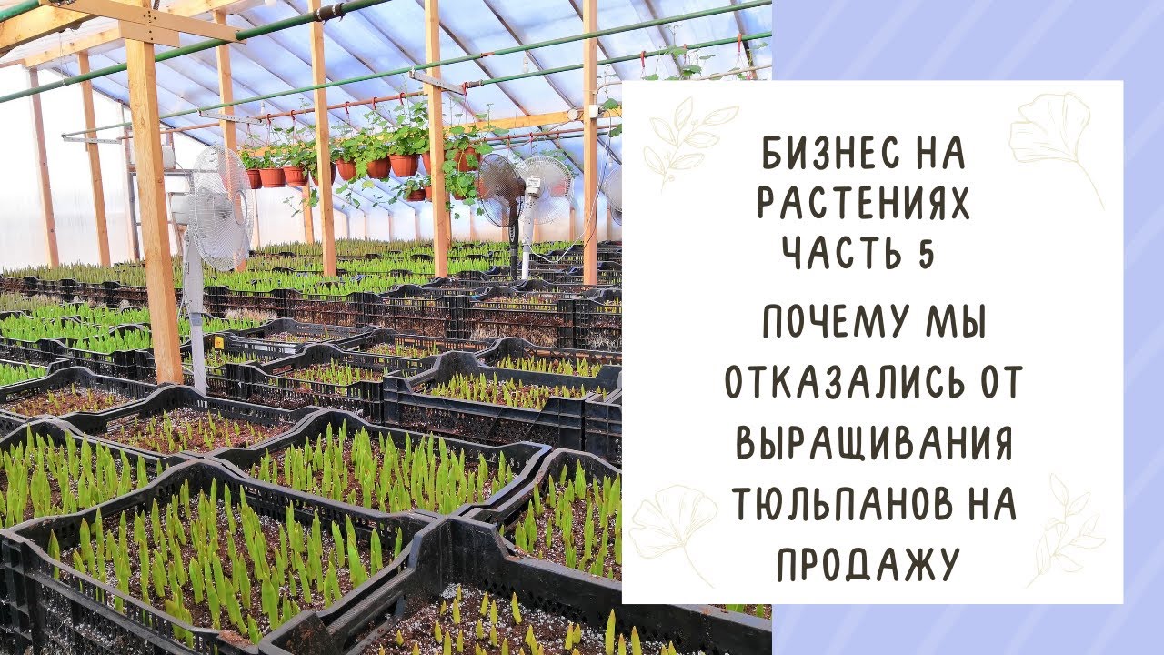 ПЛЮСЫ И МИНУСЫ ВЫРАЩИВАНИЯ ТЮЛЬПАНОВ НА ПРОДАЖУ!