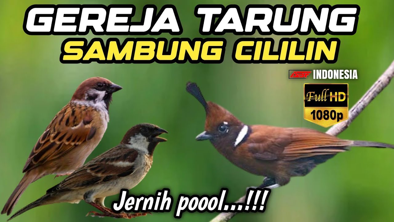 Jernih poool❗MASTERAN GEREJA TARUNG SAMBUNG CILILIN PANJANG
