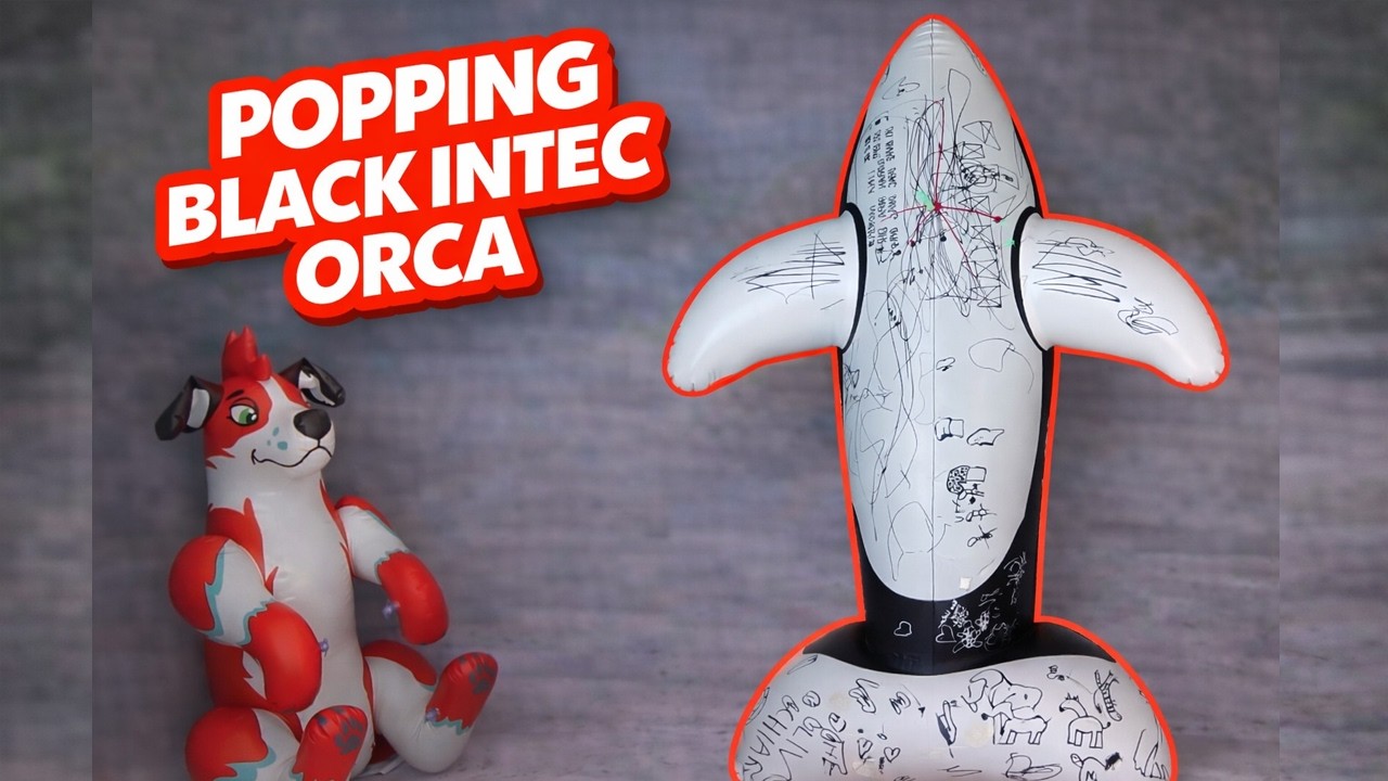 Pop inflatable - The Black Whale Says Goodbye 🐋✨ Darting and popping intex Orca