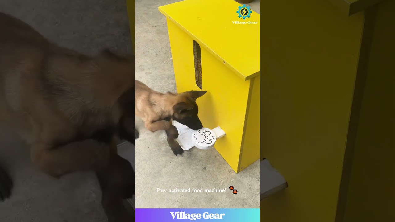 My Brain Hurts Watching These Smart Pets!🤯So Clever! #smartpets #diyprojects #funnyanimals #doglife