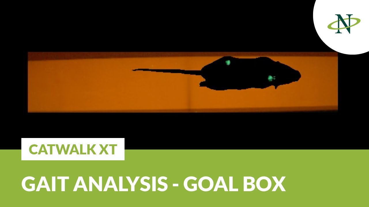 Goal box CatWalk XT - Gait analysis system | Noldus
