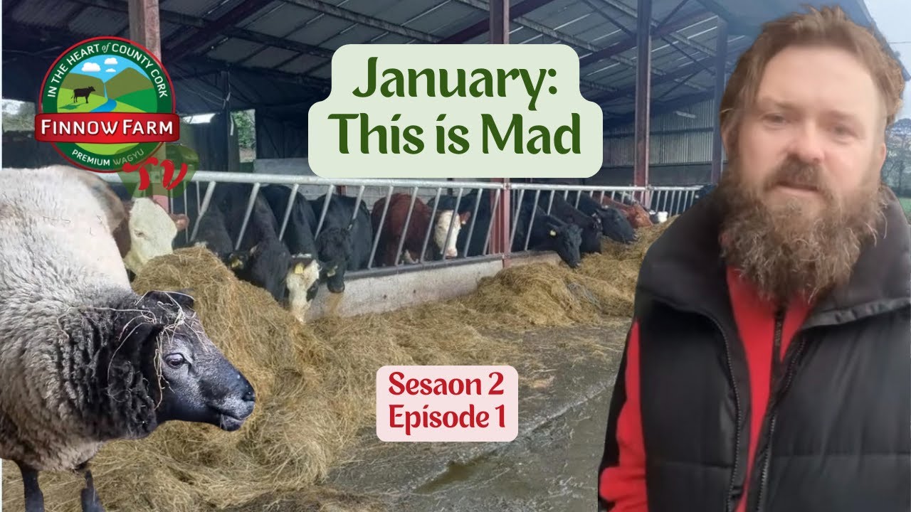 S2E1 January: This is Mad #wagyu #farm #finnowfarm #farming #farmlife #beef #japanese #breed #Irish
