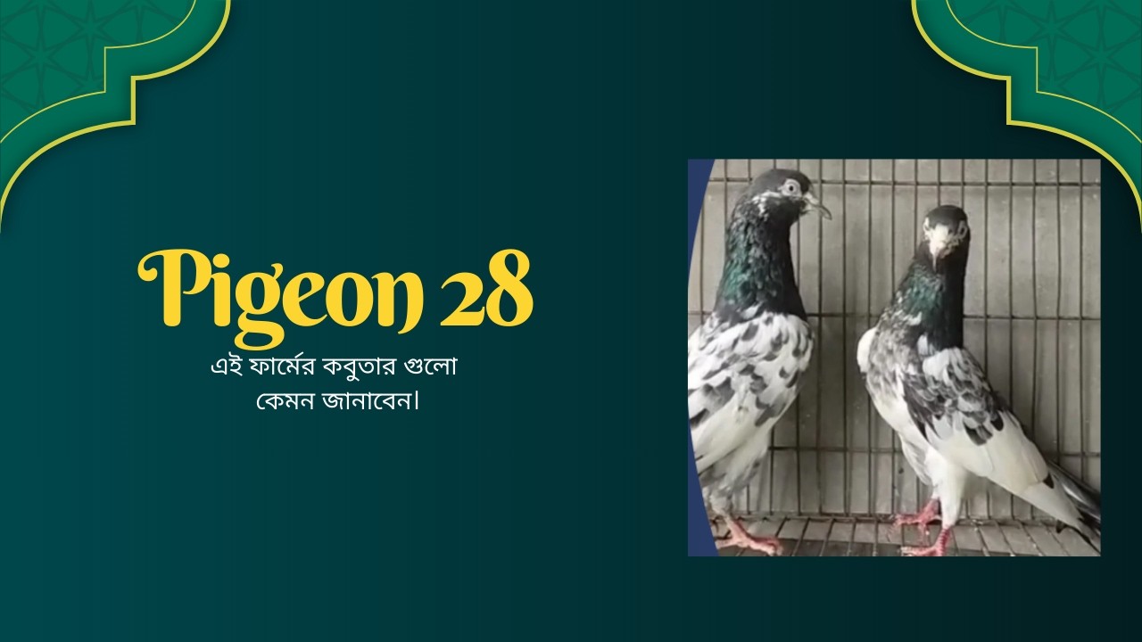 ভালো মানের কিছু কবুতার দেখেন।।