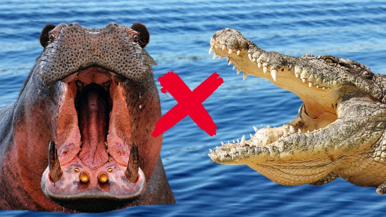 HIPOPÓTAMOS X CROCODILOS! QUEM VENCE ESSA BATALHA? ELES SÃO OS REIS DOS LAGOS E RIOS AFRICANOS!!!