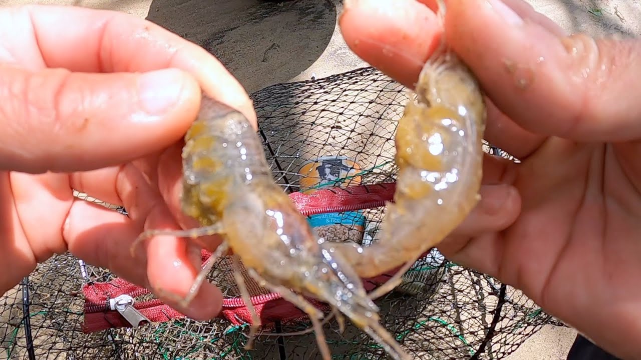 Catching Shrimp With A New Trap, Fishing For Catfish