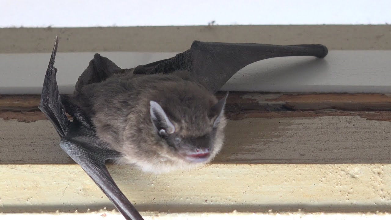 Mayo Clinic Minute: What you should know about bats and rabies