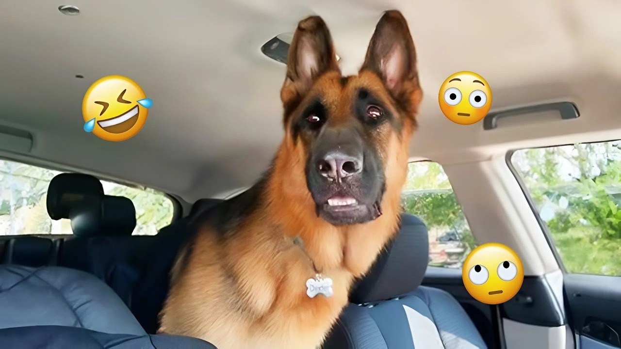 I Can’t Believe These Dogs Are Still This Funny 😂 Best Funny Dog Videos of 2026 🐶