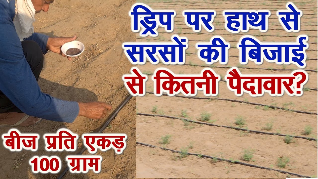 ड्रिप पर सरसों, 100 ग्राम बीज प्रति एकड़, रिजल्ट देखिये, Advanced Farming by Innovative Farmer