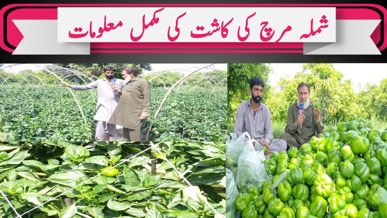 How to Grow Capsicum | Capsicum Farming in pakistan