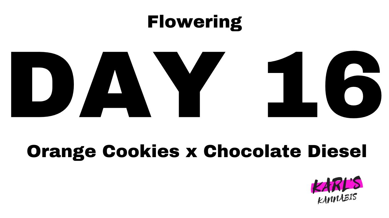 Orange Cookies x Chocolate Diesel Cannabis Strain - Flowering Day 16 Medical Marijuana