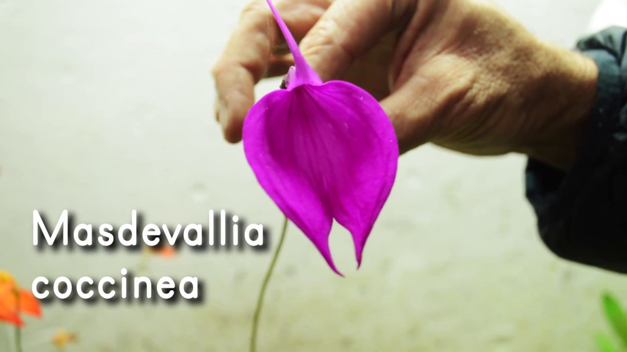 Orquídea Masdevallia coccinea