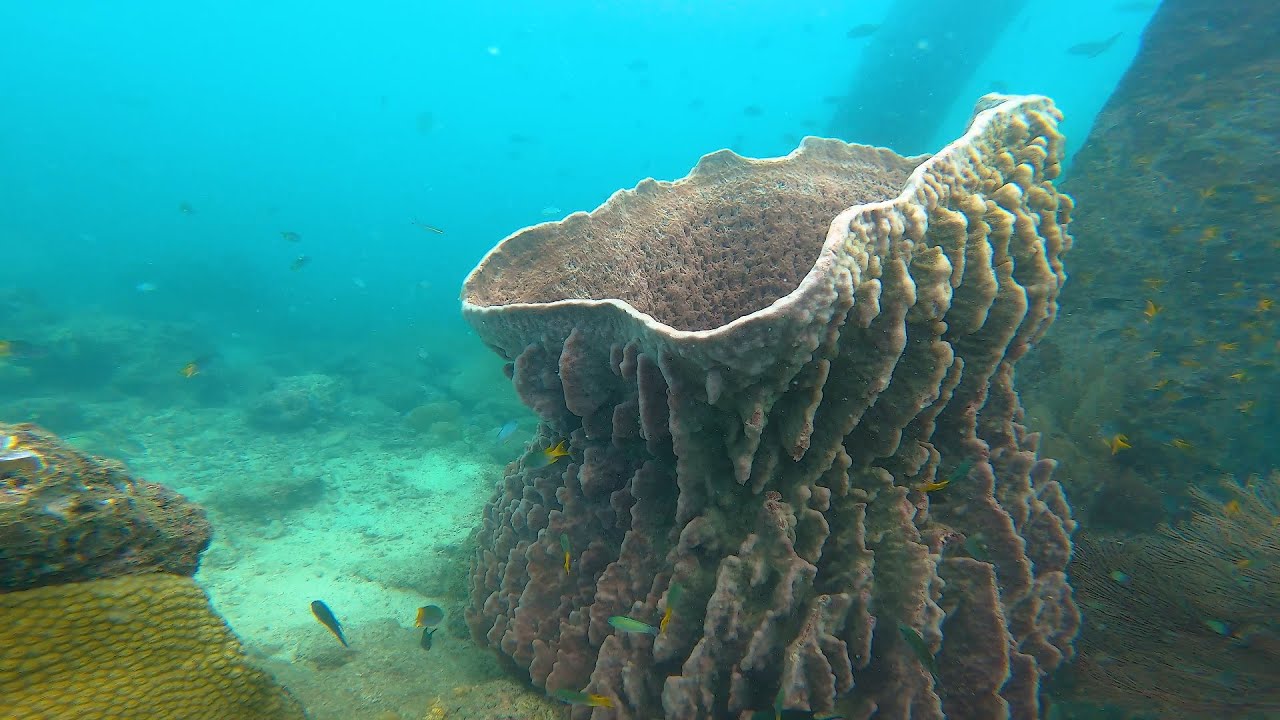 Scuba Diving in Andaman Islands. 4k. Havelock Island. Coral Reef.