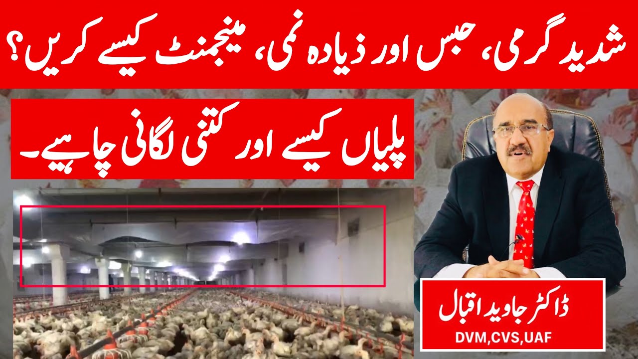 Control poultry house management during high humidity | Dr Javed Iqbal