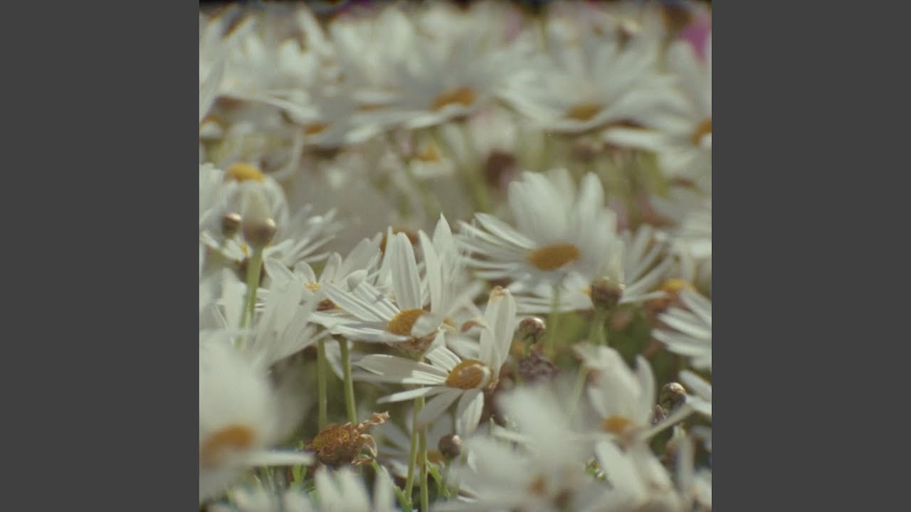 Blossom