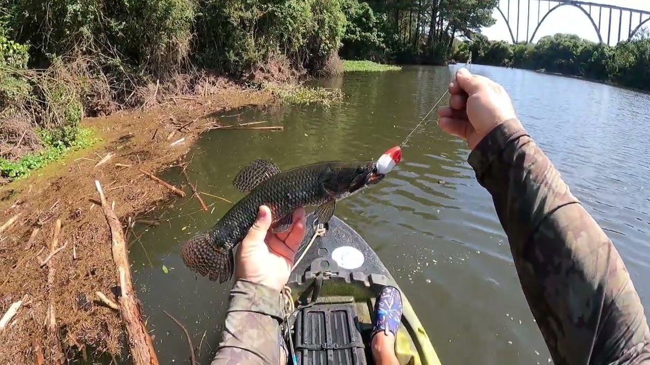 Rio Iguaçu cheio !!! Mas mesmo assim muitas ações e peixe na Linha !!