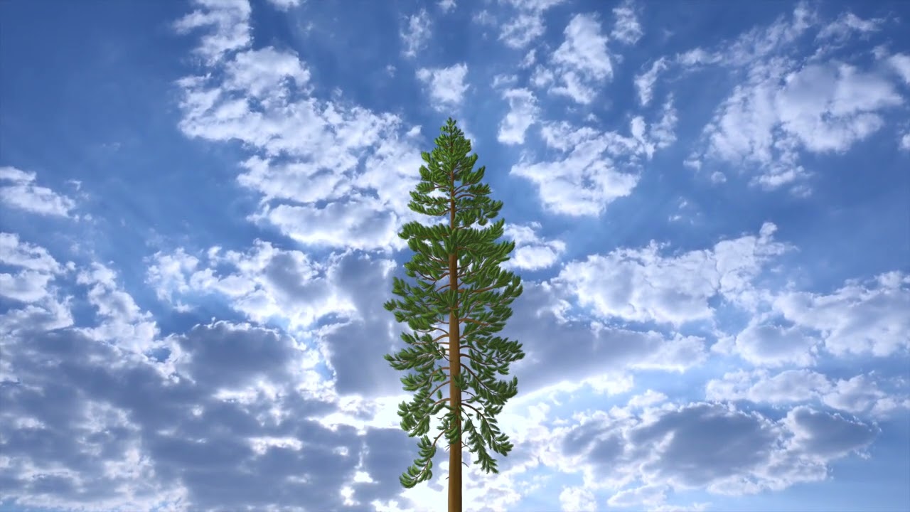 Jake Soffer - The Tree That Remained Standing